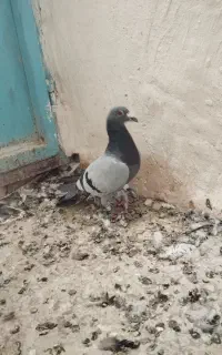کبوتر از هواگرفتم