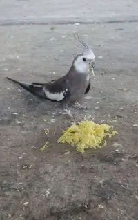 نر و ماده وایت