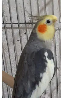 عروس هلندی گم شده