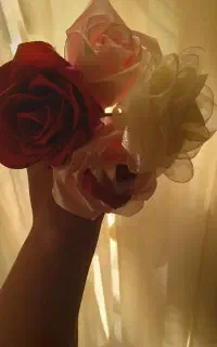 رز روبانی