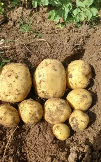 سیب زمینی کلمبا ۴۰۲وارداتی