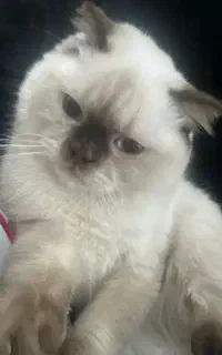 گربه خانگی