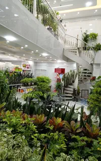 گل های آپارتمانی