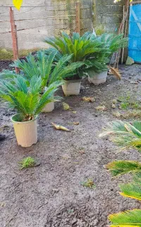 سیکاس ده ساله  ۱۴ عدد جهت محوطه سازی