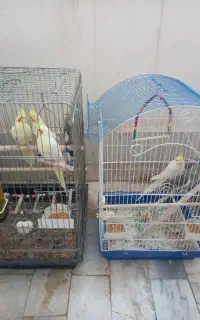 عروس هلندی
