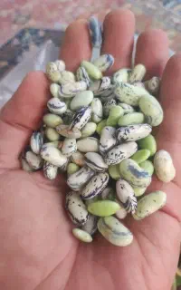پاچه باقالا تازه