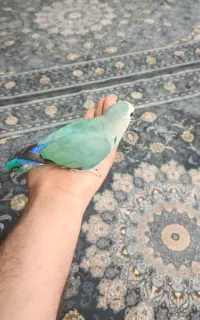 طوطی برزیلی