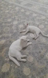 گربه خانگی