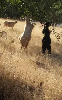 کهره نر