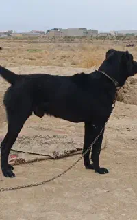 سگ سرابی