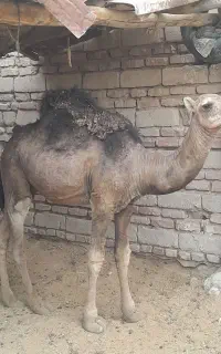 شتر چاق