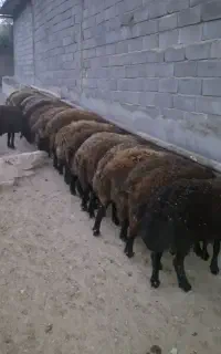 فروش 25راس بره نر چاق جفتی 110کیلو به فروش میرسد