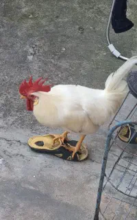 مرغ و خروس
