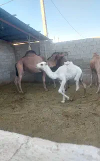 هاشی شتر