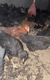 جوجه ۳ ماهه جهادی