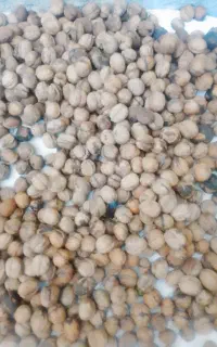 گردو کوه فروشی تضمینی