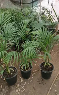 گل اریکای غول پیکر