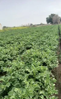 فروش سیب زمینی بذری سانته