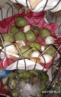 گردوتکان