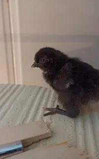 جوجه 3 روزه مرغ و بلدرچین