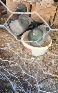 کبوتر دمگیر  واصفهانی