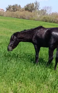 اسب پونی قدکوتاه