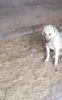 معاوضه سگ گله با فندی