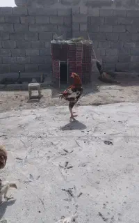 سلام دوستان مرغ و خروس و چند جفت کوتوله بفرش میرسد