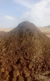 کود گاوی کهنه