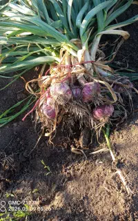 سیر بذری مغان