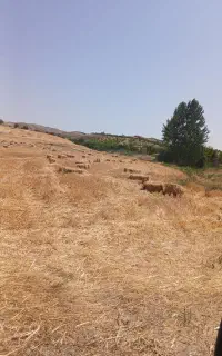 کاه