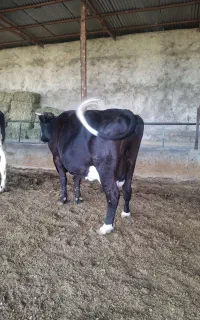 گاو گوشتی