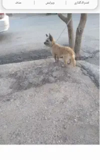 سگ پاه کوتا