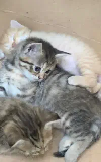 گربه