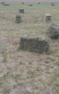 پرس یونجه.بیده .اورینجه