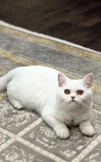 گربه ماده نژاد بریتیش