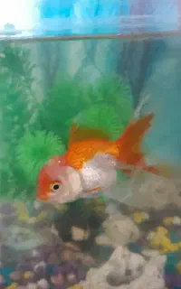 گلفیش و گوپی