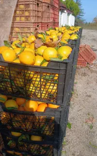 فروش سبد کیوی پرتقال نارنگی