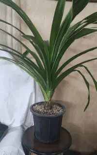 گلدان گل