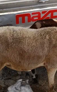 ​قوچ نژاد شکاری سنگین وزن و درشت (مناسب ذبح و داشت