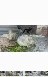 جوجه بوقلمون