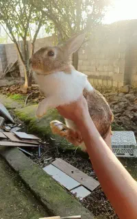 سه عدد خرگوش بالغ مجزا و باهم بفروش میرسه