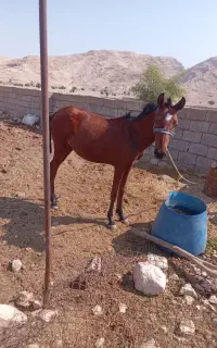 کره مادیان(نوزدین)