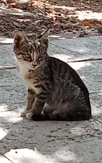جوجه گربه اهلی