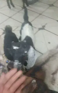 فروش 15راس کهره شیری
