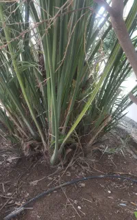 پاجوش نخل فروشی