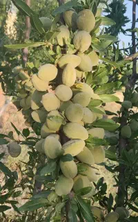 خریدار بادام تلخ