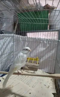 قناری ماده رسمی