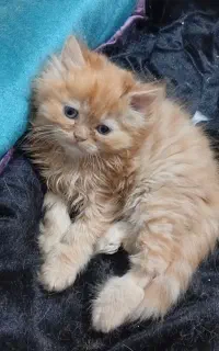 بچه گربه پرشین