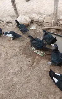 جوجه سیکا